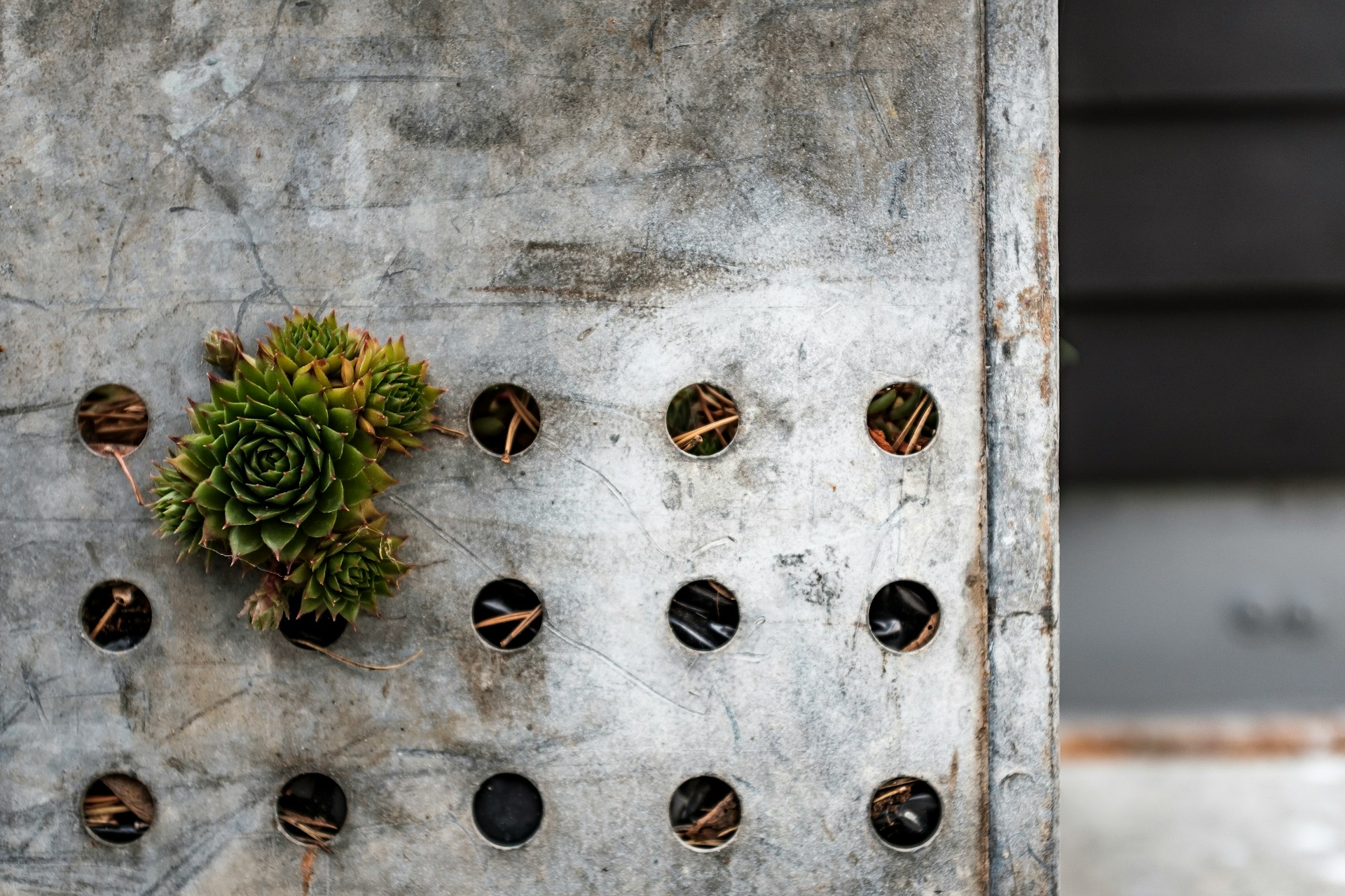a plant is growing out of a hole in a concrete wall